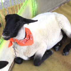 ふれあい移動動物園　ポニー牧場